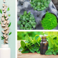 Understanding the Preparation and Administration of Herbal Remedies